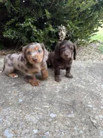 Dachshund male, a male Miniature Dachshund for sale in Selmer, TN – 2 of 2