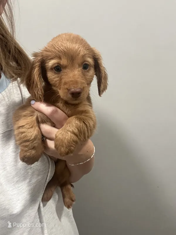 Girl dachshund – Miniature Dachshund puppy for sale in Selmer, TN