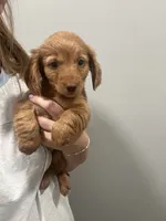 Girl dachshund, a female Miniature Dachshund for sale in Selmer, TN – 1 of 1