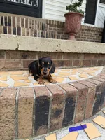 Male dachshund 2, a male Dachshund for sale in Selmer, TN – 1 of 1