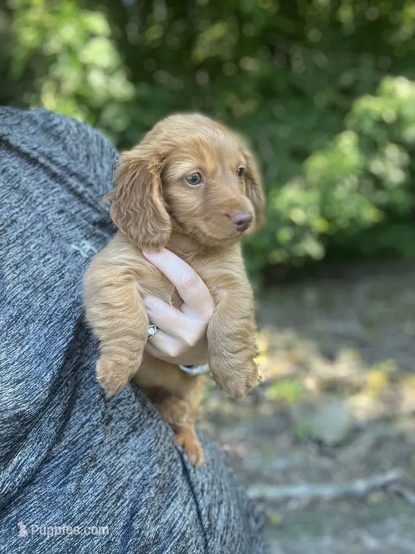 Girl dachshund – Miniature Dachshund puppy for sale in Selmer, TN