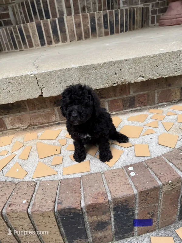 Boy poodle – Poodle - Miniature  puppy for sale in Selmer, TN
