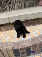 Boy poodle, a male Poodle - Miniature  for sale in Selmer, TN – 1 of 1