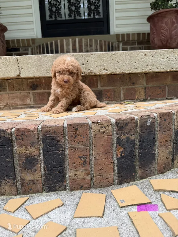 Girl poodle – Poodle - Miniature  puppy for sale in Selmer, TN