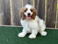 Male, a male Cockapoo for sale in Selmer, TN – 2 of 2