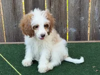 Female 2, a female Cockapoo for sale in Selmer, TN – 2 of 3