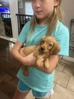 Male dachshund, a male Miniature Dachshund for sale in Selmer, TN – 1 of 1