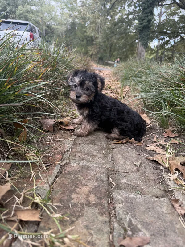 Male 2 – Morkie puppy for sale in Selmer, TN