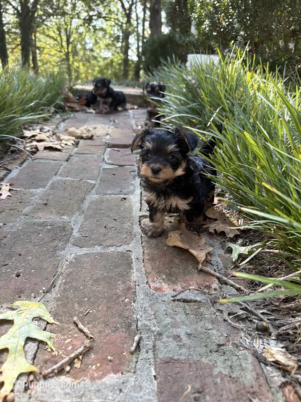 Morkie male  – Morkie puppy for sale in Selmer, TN