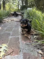 Morkie male , a male Morkie for sale in Selmer, TN – 1 of 1