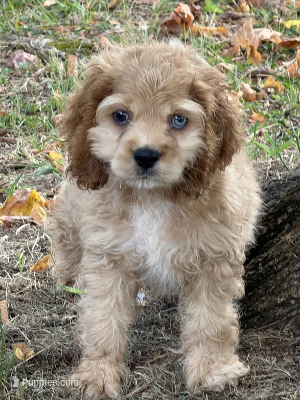 Cocker male – Cocker Spaniel puppy for sale in Selmer, TN