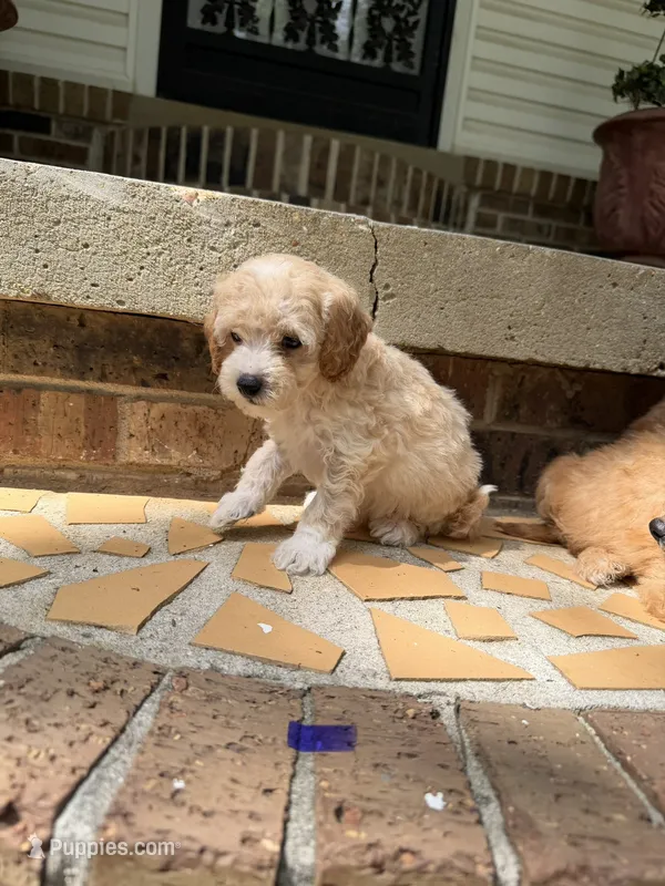 Goldendoodle boy mini – Miniature Goldendoodle puppy for sale in Selmer, TN