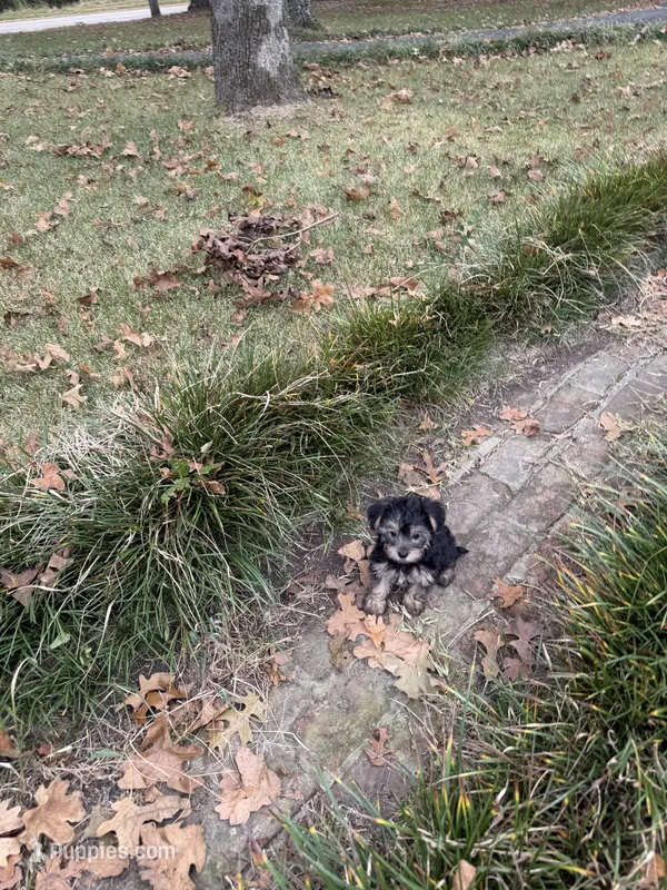 Male 3 – Morkie puppy for sale in Selmer, TN