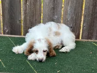 Male 2, a male Cockapoo for sale in Selmer, TN – 2 of 3
