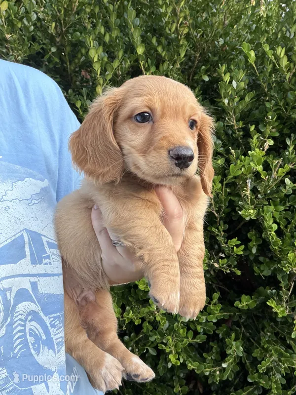 Dachshund – Dachshund puppy for sale in Selmer, TN