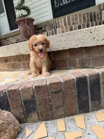 Mini male doodle, a male Goldendoodle for sale in Selmer, TN – 1 of 1