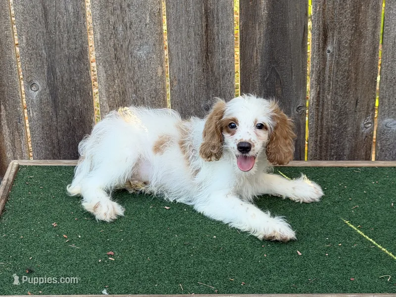 Male 2 – Cockapoo puppy for sale in Selmer, TN