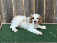 Male 2, a male Cockapoo for sale in Selmer, TN – 1 of 3
