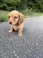 Dachshund, a male Dachshund for sale in Selmer, TN – 2 of 2