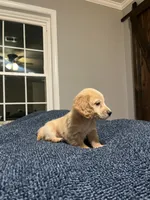 Male dachshund, a male Dachshund for sale in Selmer, TN – 2 of 2