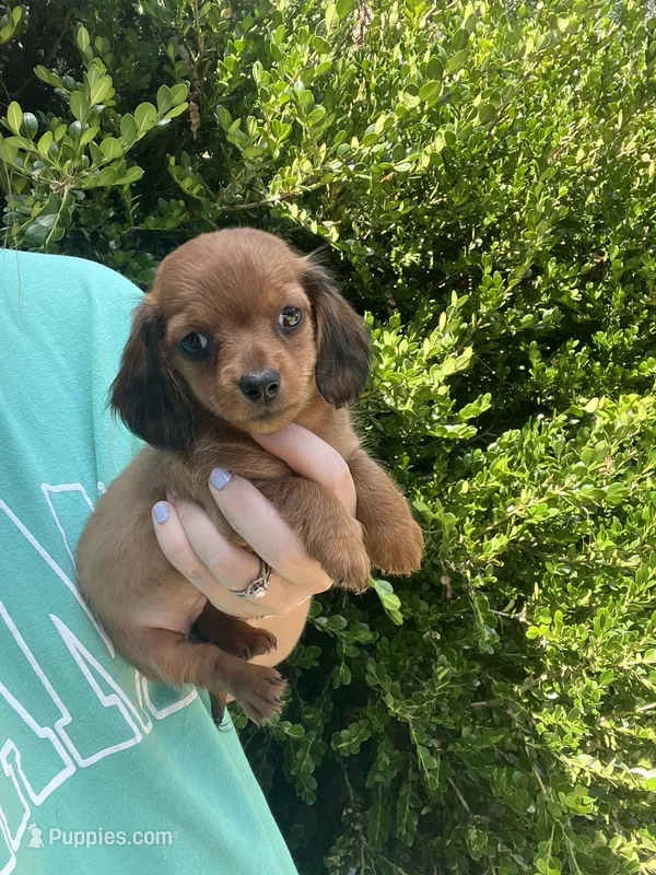 Female mini  – Miniature Dachshund puppy for sale in Selmer, TN