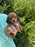 Female mini , a female Miniature Dachshund for sale in Selmer, TN – 1 of 1