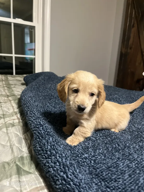 Male dachshund, a male Dachshund for sale in Selmer, TN – 1 of 2