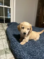 Male dachshund, a male Dachshund for sale in Selmer, TN – 1 of 2