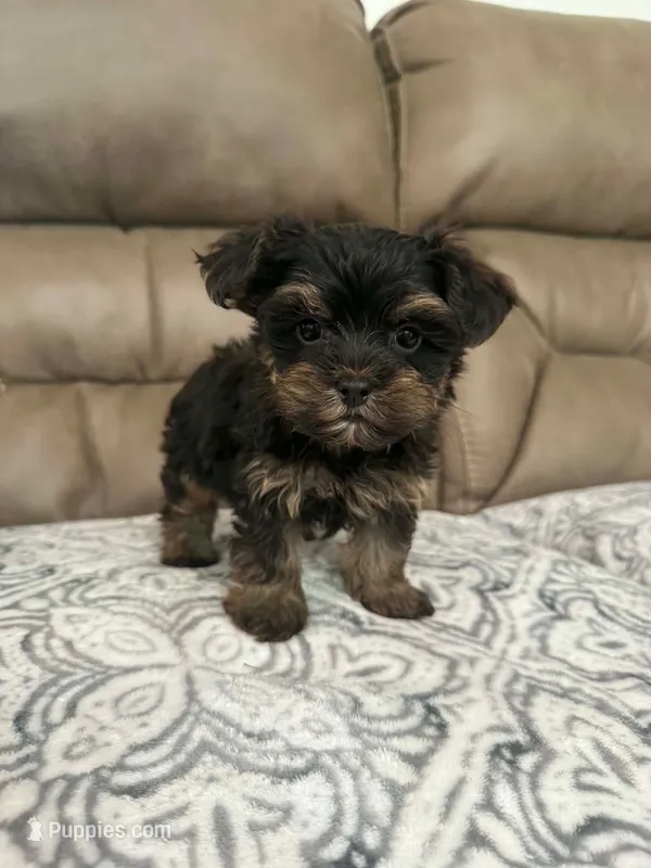 Morkie male – Morkie puppy for sale in Selmer, TN