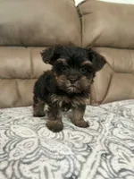 Morkie male, a male Morkie for sale in Selmer, TN – 1 of 1