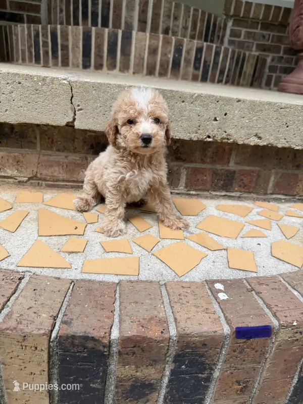 Boy poodle mini – Poodle - Miniature  puppy for sale in Selmer, TN