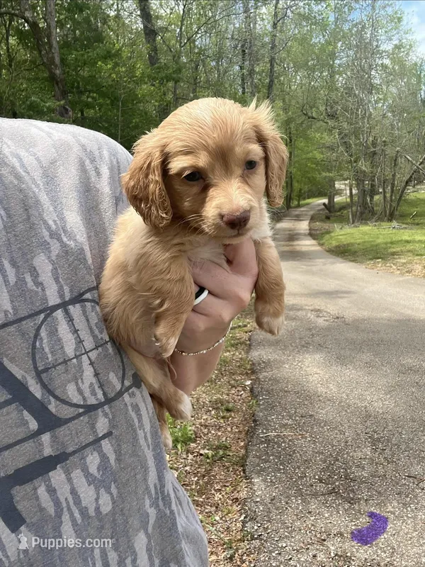 Mini dachshund – Miniature Dachshund puppy for sale in Selmer, TN