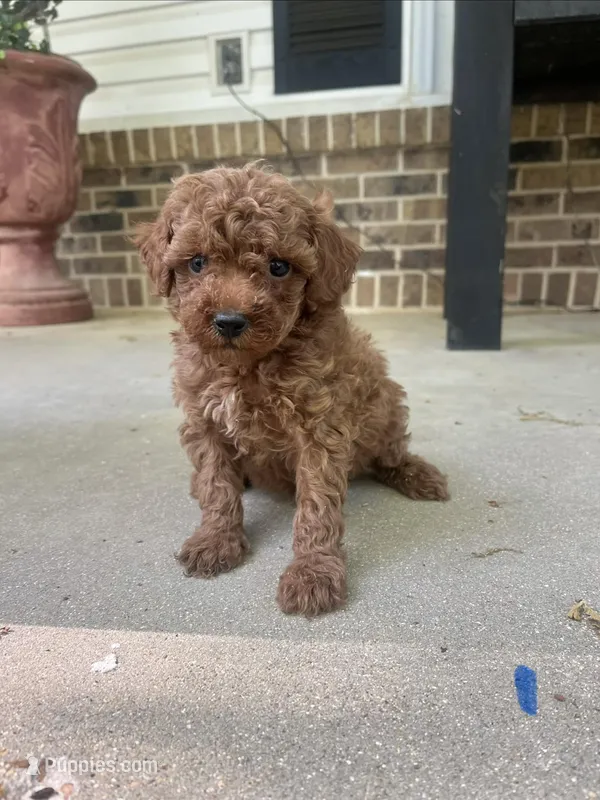 Male doodle – Miniature Goldendoodle puppy for sale in Selmer, TN