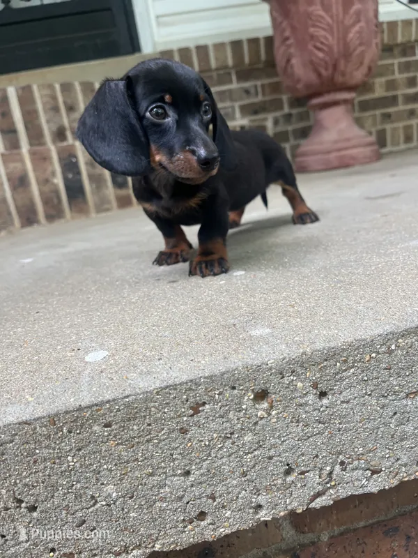 Male dachshund – Miniature Dachshund puppy for sale in Selmer, TN