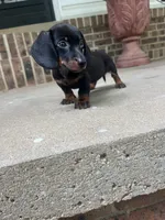 Male dachshund, a male Miniature Dachshund for sale in Selmer, TN – 1 of 2