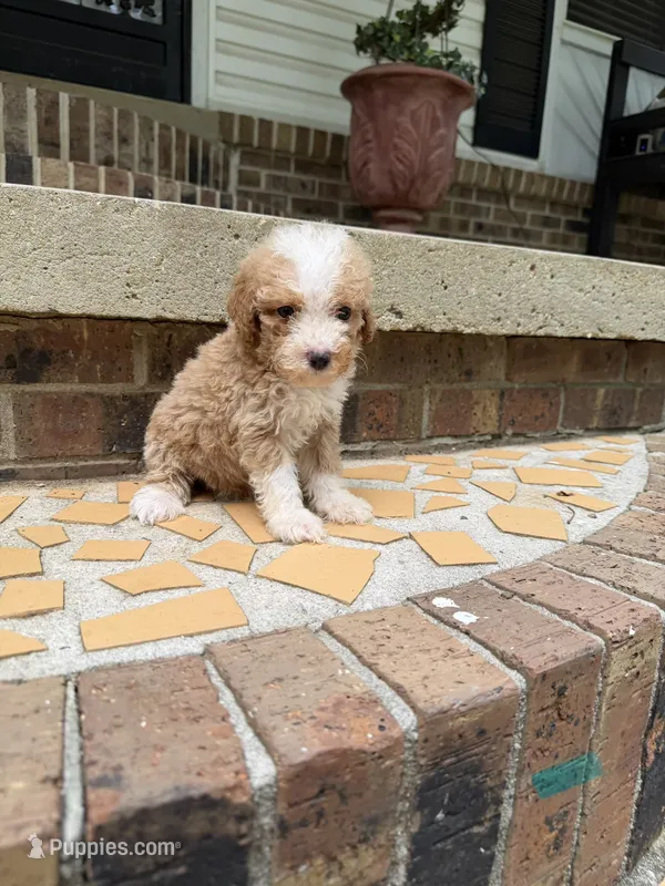 Male poodle 1 – Poodle - Miniature  puppy for sale in Selmer, TN