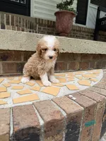 Male poodle 1, a male Poodle - Miniature  for sale in Selmer, TN – 1 of 1