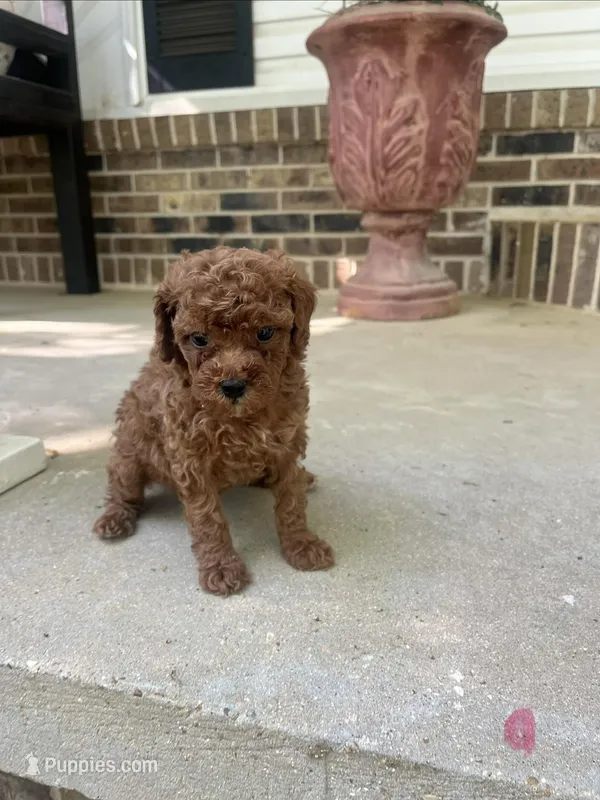 Girl Goldendoodle – Miniature Goldendoodle puppy for sale in Selmer, TN