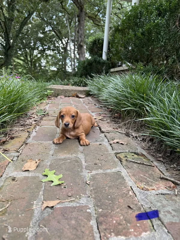 Male dachshunds – Dachshund puppy for sale in Selmer, TN