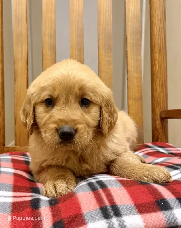 Golden – Golden Retriever puppy for sale in Selmer, TN