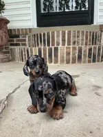 Dachshund girlie, a female Dachshund for sale in Selmer, TN – 2 of 2