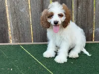 Female 1, a female Cockapoo for sale in Selmer, TN – 1 of 2