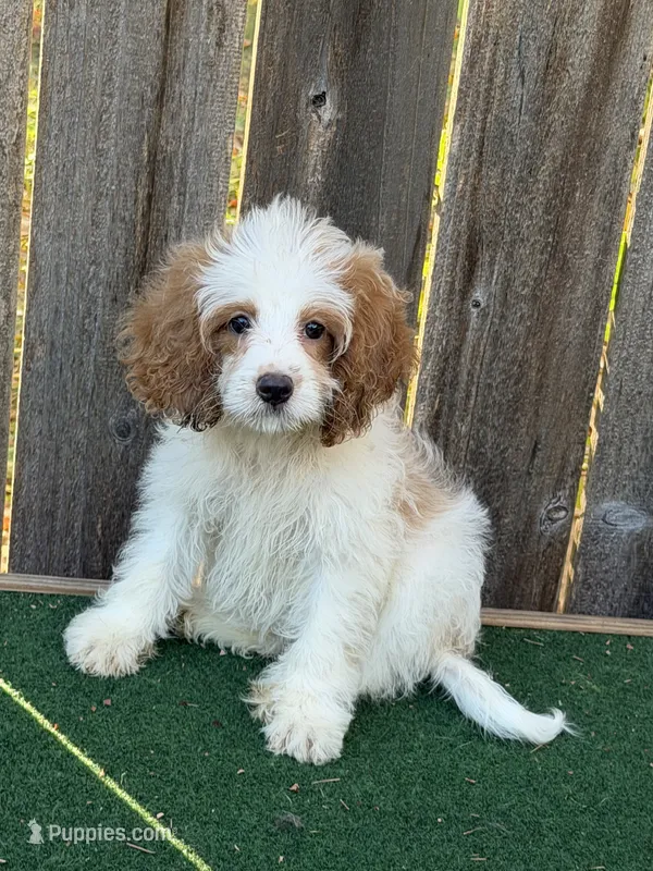 Female 2 – Cockapoo puppy for sale in Selmer, TN