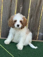 Female 2, a female Cockapoo for sale in Selmer, TN – 1 of 3