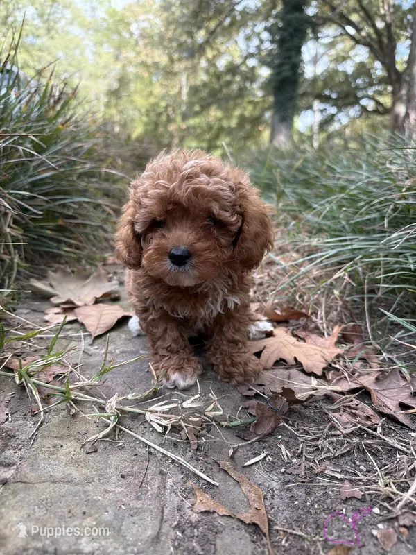 Cavapoo girl – Cavapoo puppy for sale in Selmer, TN