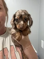 Dapple male, a male Miniature Dachshund for sale in Selmer, TN – 1 of 2