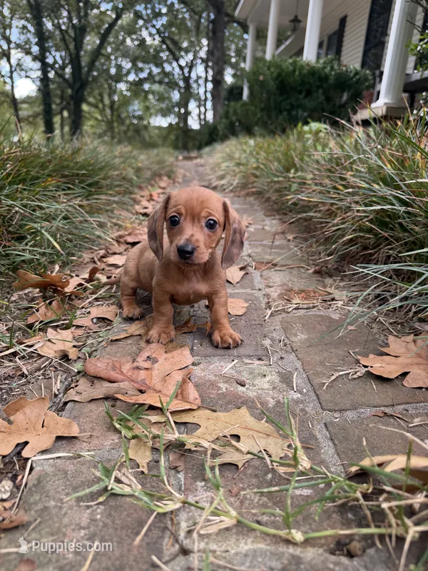 Male – Miniature Dachshund puppy for sale in Selmer, TN
