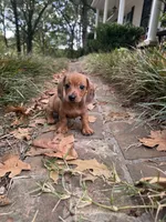 Male, a male Miniature Dachshund for sale in Selmer, TN – 1 of 1
