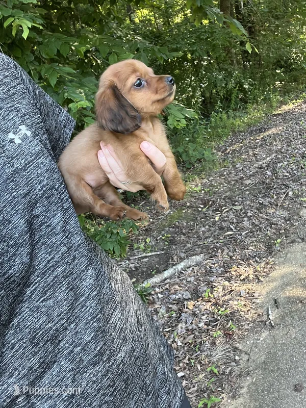 Female mini  – Miniature Dachshund puppy for sale in Selmer, TN