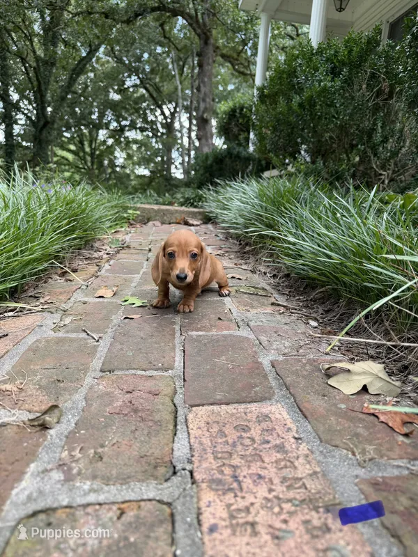 Male doxie  – Dachshund puppy for sale in Selmer, TN